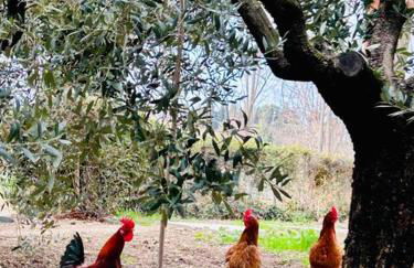 Casa vacanze Gallo rosso - Foto 3