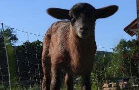 Chalet confort avec petit dejeuner - Foto 8