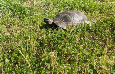 STAZZU LU CHISSONI - Foto 51