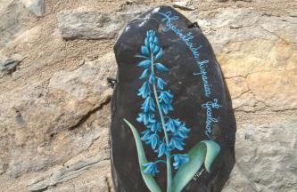 Appartamenti Chiarina - Foto 5