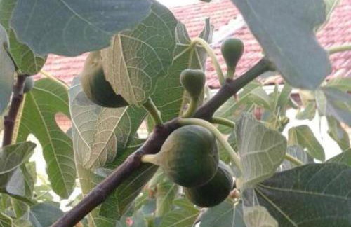 Apartman Alka - Foto 27