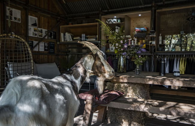 Stunning Cornish Tipi With sea Views - Foto 8