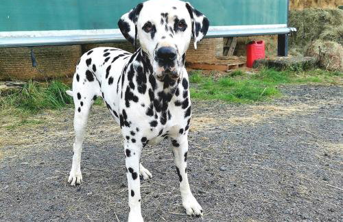 Glen Bay - 2 Bed Lodge on Friendly Farm Stay with Private Hot Tub - Foto 46