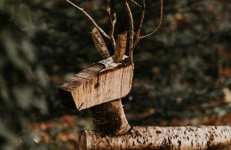 Gîtes du Bulz, en pleine forêt proche de la mer - Photo 27