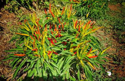 Sonnellino in Maremma - Foto 26