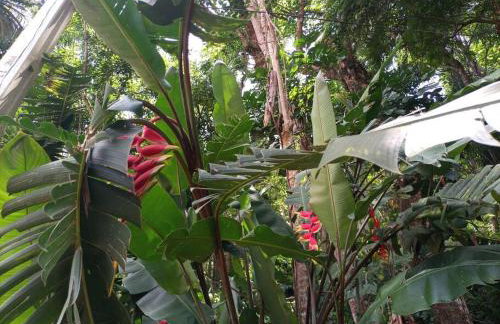 Chalé Refúgio dos Aventureiros Mata Atlântica - Foto 45