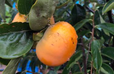 Afrikan Krisant Tenerife, Casa Rural Ecologica - Foto 51