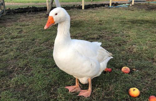Peacock Barn - Photo 37