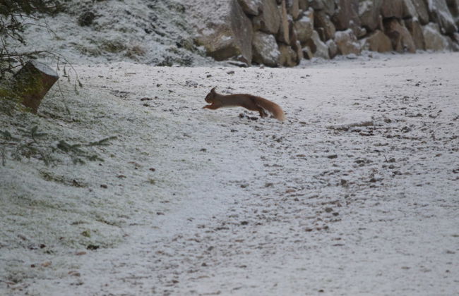 Holly Blue - Cosy Wooden Lodge, Kippford - Photo 29