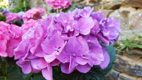 Gîte de La Ville Serho - Foto 3