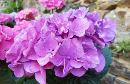 Gîte de La Ville Serho - Foto 3