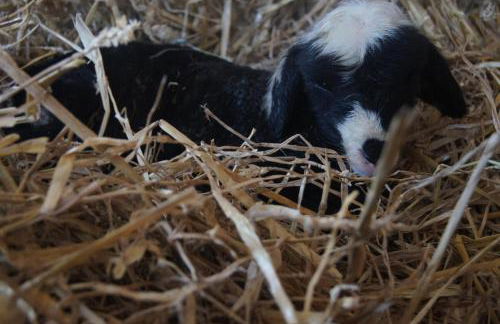 Ferienwohnung im Obstgarten - Foto 47