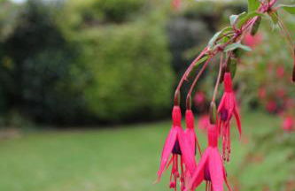 Ferienhaus MeinWeg - Foto 24