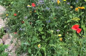 Strandgut und Feuerstein - Foto 24