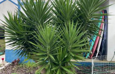 Joia da Casa House with private Pool - Foto 7