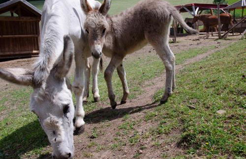 Schupferhof - Foto 19