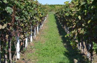 Zauber der Pfalz - Foto 60