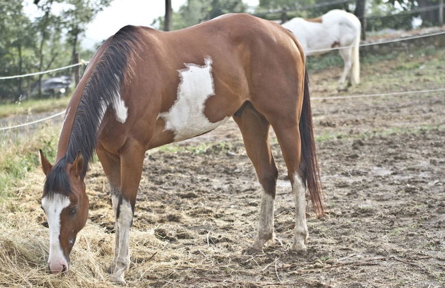 Montelucci Country Resort & Agriturismo di Charme - Foto 28