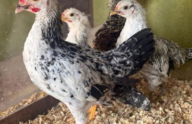 Fazenda do Sonhos - Cotia - Foto 10