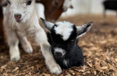 Relaxing Modern stay on a Ranch - Foto 44