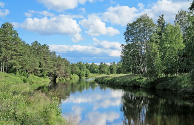 Kvisthån Idegranen - Photo 17