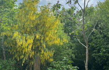 Mawddach View, Snowdonia Hot tub & Pet friendly - Foto 14