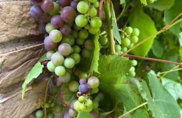 Neptunhorn Erdgeschosswohnung - Foto 10