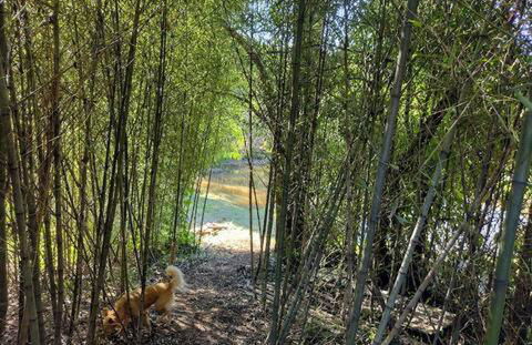 Natureza, paz no sítio - Foto 27