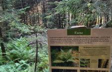 Haus Kellerwald - Ferienwohnung Kellerwald-Edersee - Foto 26