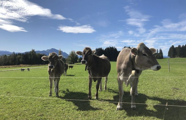 Apartment in the Waxenegg Country House - Photo 11