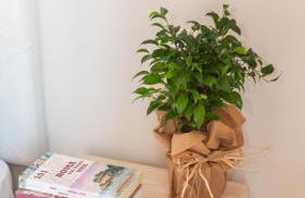 Porta Pia apartment ZENO 53 - Foto 7