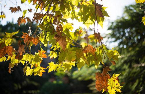 Fazenda Santa Thereza - Itapira - Foto 71