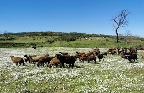 Quinta dos Mascarenhas Nature House - Foto 56