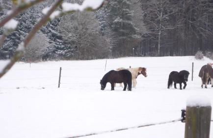Ferienhof Schlag - Foto 16