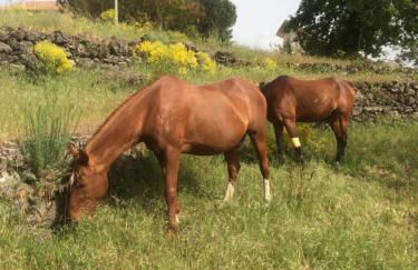 HORSE HOUSE - Foto 13