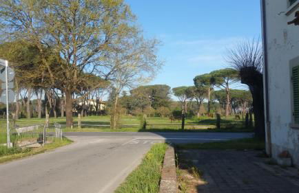 Ulivo Della Querce - Foto 11