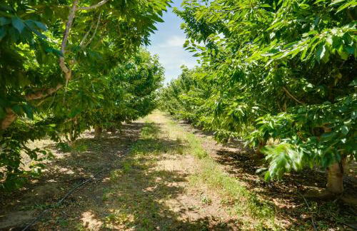 Charming Lodi Retreat Walk to Local Wineries - Foto 27