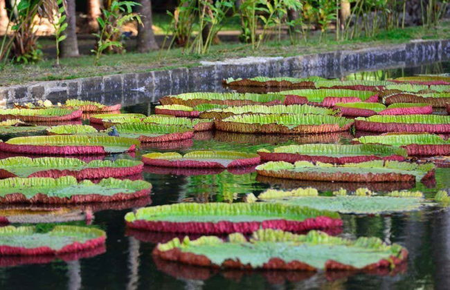 Port Louis & Pamplemousses Private Day Trip - Photo 4