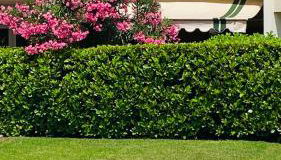 A charming apartment in the heart of the French Riviera - Foto 2, Garden, Garden view