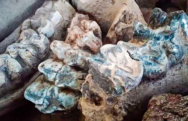 Museo Paleontológico y Arqueológico + Valle de los Gigantes - Foto 3