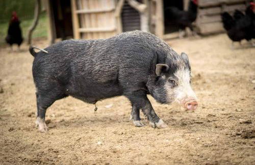 Agriturismo Rosa Antica - Foto 70