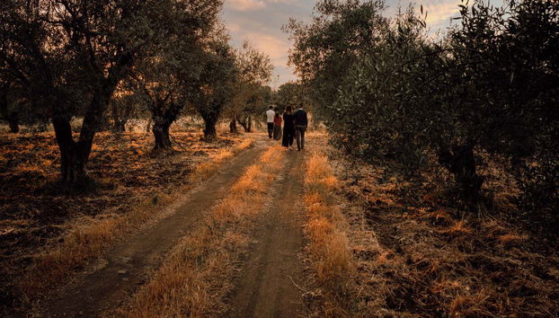 Caminando entre los olivos de la finca