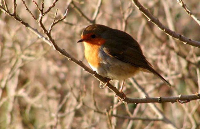 Connemara Private Safari - Foto 2