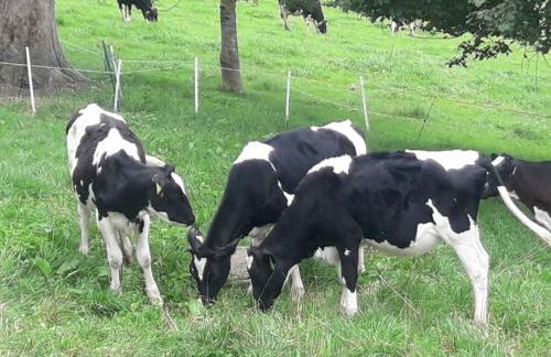 on the Willmann farm - Foto 33