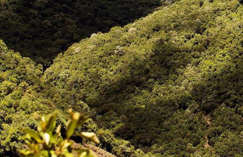 Alugo minha casa na floresta! - Foto 17