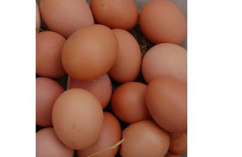 Nantgwynfaen Organic Farm Wales - Photo 22