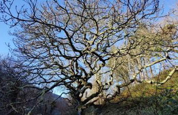 Darracott Farm Cottage - Foto 33