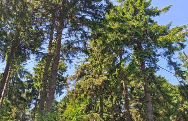 Sowie Pokoje - Foto 24