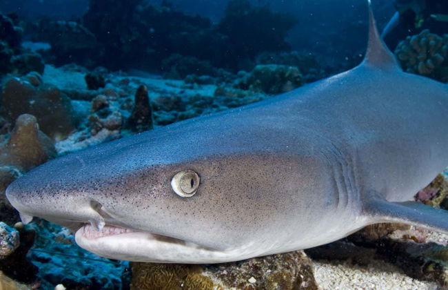 Plongée dans la Grande Barrière de Corail - Photo 8