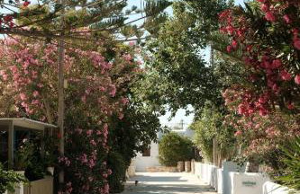 Mazi Paros - Photo 15